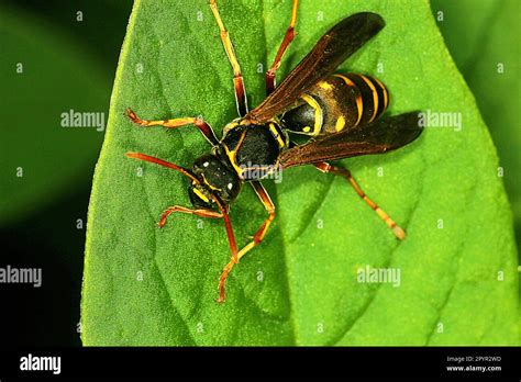 中長腳蜂|Polistes chinensis 